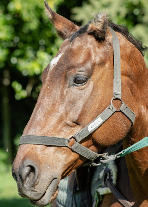 Pensionado equino en Buenos Aires