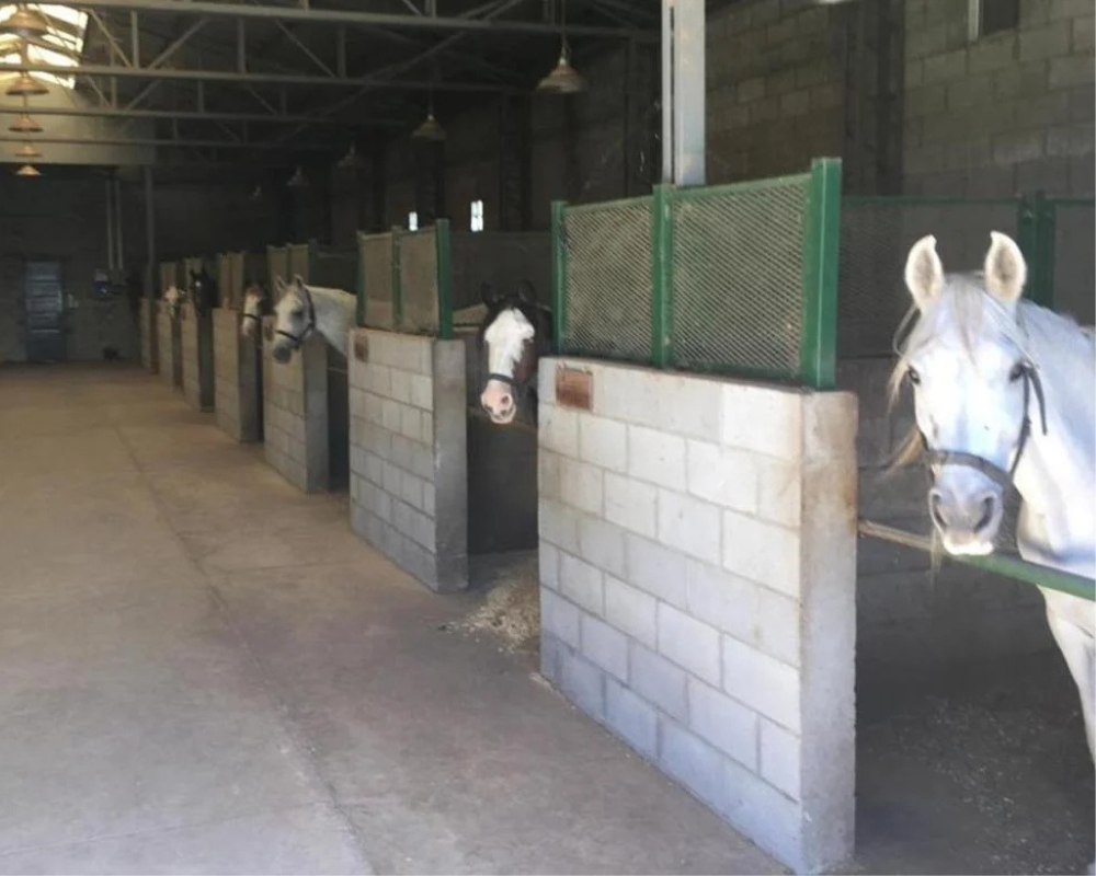 fotos para equino (3)