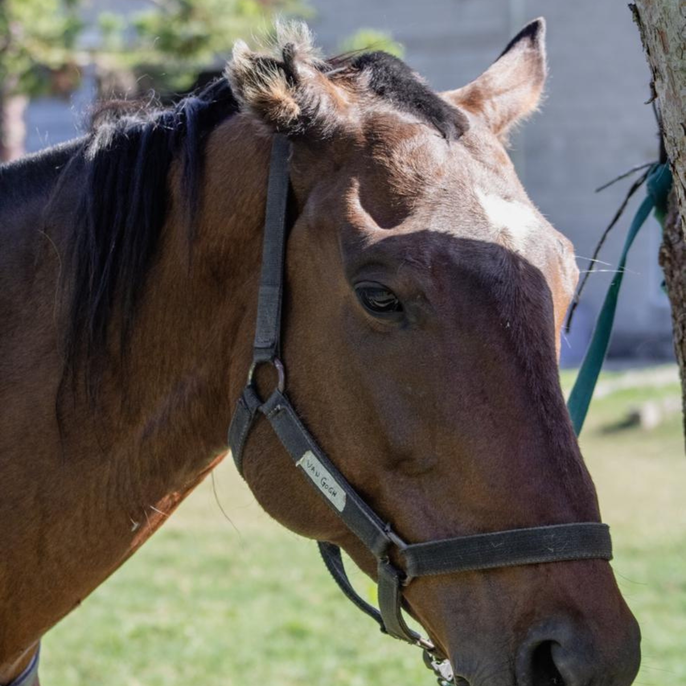 Pensionado equino en Villa Elisa - Buenos Aires